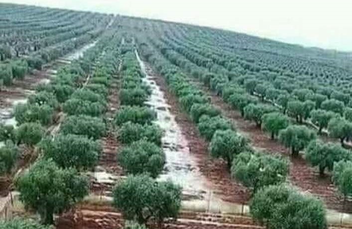 في الأكاديمية البرلمانية..   دعوة إلى توجيه البوصلة نحو الصين وإفريقيا.. وإنقاذ الزياتين المهددة